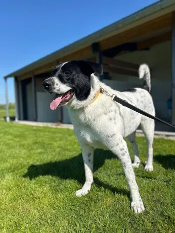 Domino