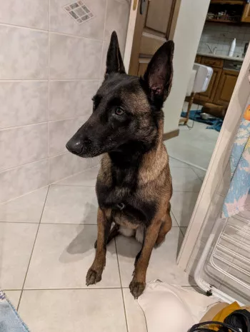 Tia