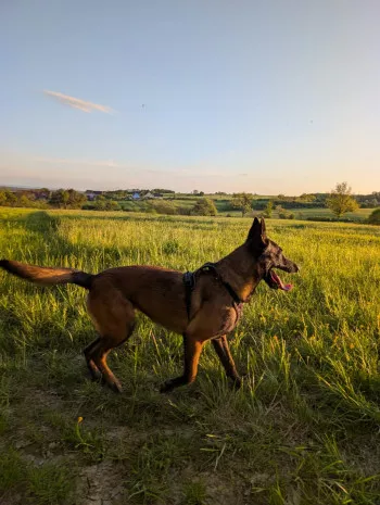 Tia