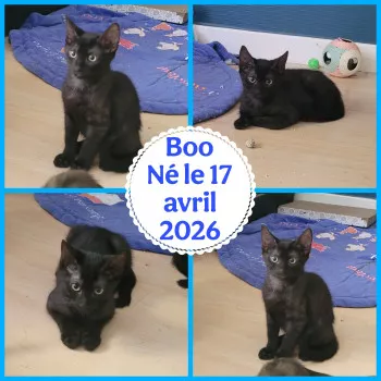 Boo