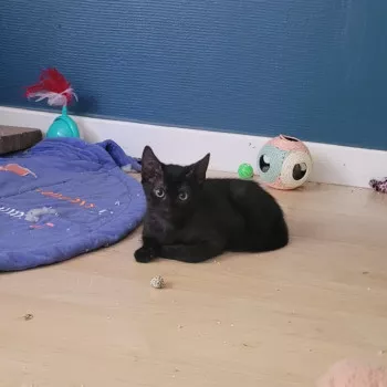 Boo