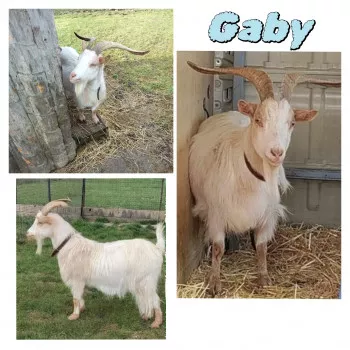 Gaby
