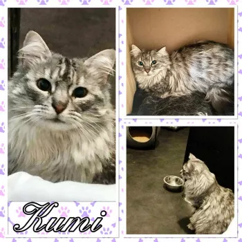 Kumi