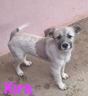 Kira