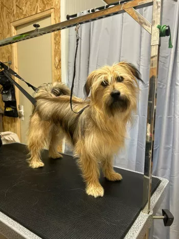 Simba
