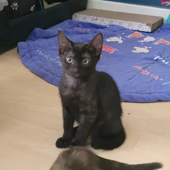 Boo