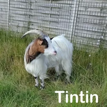 Tintin