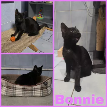 Bonnie